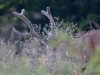 Filename=324_fotowilga~38.JPG
Filesize=272KB
Dimensions=700x525
Date added=Jun 21, 2019 324_fotowilga~38.JPG