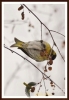 325_fotowilga~1.JPG