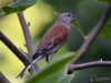 Filename=325_fotowilga~23.JPG
Filesize=272KB
Dimensions=700x525
Date added=Jul 30, 2019 325_fotowilga~23.JPG
