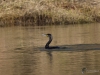 Filename=325_fotowilga~35.JPG
Filesize=283KB
Dimensions=700x525
Date added=Jan 08, 2019 325_fotowilga~35.JPG