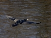Filename=325_fotowilga~38.JPG
Filesize=283KB
Dimensions=700x525
Date added=Oct 24, 2019 325_fotowilga~38.JPG