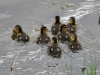 Filename=327_fotowilga~36.JPG
Filesize=288KB
Dimensions=700x525
Date added=Jul 16, 2019 327_fotowilga~36.JPG
