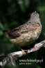 327_fotowilga~8.JPG