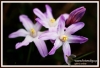Filename=328_fotowilga~0.JPG
Filesize=104KB
Dimensions=720x493
Date added=Jan 20, 2013 328_fotowilga~0.JPG