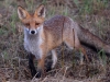 Filename=328_fotowilga~34.JPG
Filesize=345KB
Dimensions=700x525
Date added=Jul 23, 2019 328_fotowilga~34.JPG