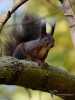 Filename=329_fotowilga~34.JPG
Filesize=273KB
Dimensions=525x700
Date added=Feb 21, 2018 329_fotowilga~34.JPG