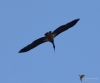 Filename=329_fotowilga~36.JPG
Filesize=176KB
Dimensions=700x583
Date added=Jun 24, 2018 329_fotowilga~36.JPG
