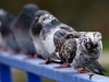 Filename=330_fotowilga~39.JPG
Filesize=227KB
Dimensions=700x525
Date added=Dec 15, 2019 330_fotowilga~39.JPG