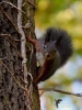 Filename=331_fotowilga~32.JPG
Filesize=303KB
Dimensions=525x700
Date added=May 02, 2018 331_fotowilga~32.JPG