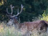 Filename=331_fotowilga~33.JPG
Filesize=294KB
Dimensions=700x525
Date added=Aug 07, 2018 331_fotowilga~33.JPG