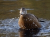 Filename=331_fotowilga~34.JPG
Filesize=299KB
Dimensions=700x525
Date added=Jan 10, 2019 331_fotowilga~34.JPG