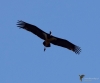 Filename=331_fotowilga~35.JPG
Filesize=182KB
Dimensions=700x583
Date added=Mar 30, 2019 331_fotowilga~35.JPG