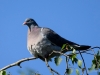 Filename=332_fotowilga~22.JPG
Filesize=254KB
Dimensions=700x525
Date added=Jun 20, 2019 332_fotowilga~22.JPG