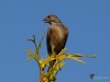 Filename=332_fotowilga~37.JPG
Filesize=259KB
Dimensions=700x525
Date added=Jul 31, 2019 332_fotowilga~37.JPG