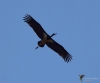 Filename=332_fotowilga~5.JPG
Filesize=191KB
Dimensions=700x583
Date added=Apr 12, 2019 332_fotowilga~5.JPG