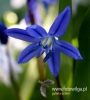 Filename=333_fotowilga~28.JPG
Filesize=68KB
Dimensions=433x480
Date added=Apr 10, 2017 333_fotowilga~28.JPG