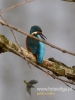 Filename=333_fotowilga~34.JPG
Filesize=50KB
Dimensions=360x480
Date added=Oct 19, 2017 333_fotowilga~34.JPG