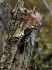 Filename=333_fotowilga~39.JPG
Filesize=314KB
Dimensions=525x700
Date added=Mar 01, 2018 333_fotowilga~39.JPG