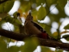 Filename=333_fotowilga~40.JPG
Filesize=262KB
Dimensions=700x525
Date added=Feb 17, 2019 333_fotowilga~40.JPG