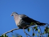 Filename=333_fotowilga~43.JPG
Filesize=240KB
Dimensions=700x525
Date added=Jun 20, 2019 333_fotowilga~43.JPG
