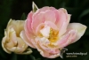 Filename=333_fotowilga~8.JPG
Filesize=98KB
Dimensions=720x493
Date added=May 21, 2014 333_fotowilga~8.JPG
