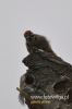 Filename=334_fotowilga~17.JPG
Filesize=57KB
Dimensions=320x480
Date added=Mar 26, 2016 334_fotowilga~17.JPG