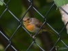 Filename=334_fotowilga~33.JPG
Filesize=277KB
Dimensions=700x525
Date added=Dec 22, 2019 334_fotowilga~33.JPG