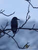 334_fotowilga~34.JPG