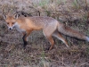 Filename=334_fotowilga~37.JPG
Filesize=420KB
Dimensions=700x525
Date added=Apr 11, 2019 334_fotowilga~37.JPG