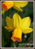 334_fotowilga~9.JPG