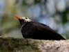 Filename=335_fotowilga~30.JPG
Filesize=225KB
Dimensions=700x525
Date added=Mar 02, 2019 335_fotowilga~30.JPG