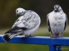 Filename=335_fotowilga~42.JPG
Filesize=224KB
Dimensions=700x525
Date added=Dec 16, 2019 335_fotowilga~42.JPG