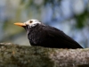 Filename=336_fotowilga~28.JPG
Filesize=245KB
Dimensions=700x525
Date added=May 01, 2018 336_fotowilga~28.JPG