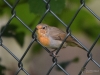 Filename=336_fotowilga~30.JPG
Filesize=275KB
Dimensions=700x525
Date added=Dec 28, 2019 336_fotowilga~30.JPG
