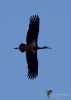 Filename=336_fotowilga~33.JPG
Filesize=155KB
Dimensions=499x700
Date added=Mar 15, 2019 336_fotowilga~33.JPG