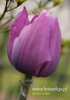 Filename=337_fotowilga~17.JPG
Filesize=61KB
Dimensions=339x480
Date added=Apr 06, 2016 337_fotowilga~17.JPG