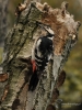 Filename=337_fotowilga~33.JPG
Filesize=313KB
Dimensions=525x700
Date added=Feb 28, 2018 337_fotowilga~33.JPG