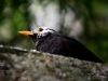 Filename=337_fotowilga~34.JPG
Filesize=247KB
Dimensions=700x525
Date added=Apr 29, 2018 337_fotowilga~34.JPG
