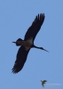 Filename=337_fotowilga~36.JPG
Filesize=147KB
Dimensions=499x700
Date added=Apr 13, 2019 337_fotowilga~36.JPG