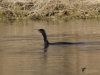 Filename=337_fotowilga~37.JPG
Filesize=283KB
Dimensions=700x525
Date added=May 12, 2019 337_fotowilga~37.JPG