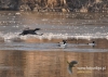 Filename=338_fotowilga~17.JPG
Filesize=118KB
Dimensions=640x457
Date added=Jan 26, 2016 338_fotowilga~17.JPG