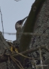 Filename=338_fotowilga~32.JPG
Filesize=208KB
Dimensions=499x700
Date added=Jan 24, 2018 338_fotowilga~32.JPG