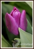 338_fotowilga~8.JPG