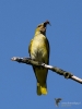 Filename=339_fotowilga~28.JPG
Filesize=224KB
Dimensions=525x700
Date added=Jun 08, 2018 339_fotowilga~28.JPG