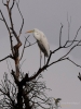 Filename=339_fotowilga~29.JPG
Filesize=233KB
Dimensions=525x700
Date added=Dec 11, 2018 339_fotowilga~29.JPG
