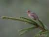 Filename=339_fotowilga~36.JPG
Filesize=262KB
Dimensions=700x525
Date added=Dec 26, 2019 339_fotowilga~36.JPG