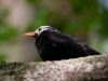 Filename=340_fotowilga~2.JPG
Filesize=231KB
Dimensions=700x525
Date added=Mar 04, 2019 340_fotowilga~2.JPG