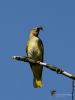 Filename=340_fotowilga~33.JPG
Filesize=211KB
Dimensions=525x700
Date added=Jul 30, 2018 340_fotowilga~33.JPG