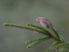 Filename=340_fotowilga~36.JPG
Filesize=257KB
Dimensions=700x525
Date added=Dec 23, 2019 340_fotowilga~36.JPG