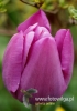 Filename=341_fotowilga~17.JPG
Filesize=65KB
Dimensions=339x480
Date added=May 14, 2016 341_fotowilga~17.JPG